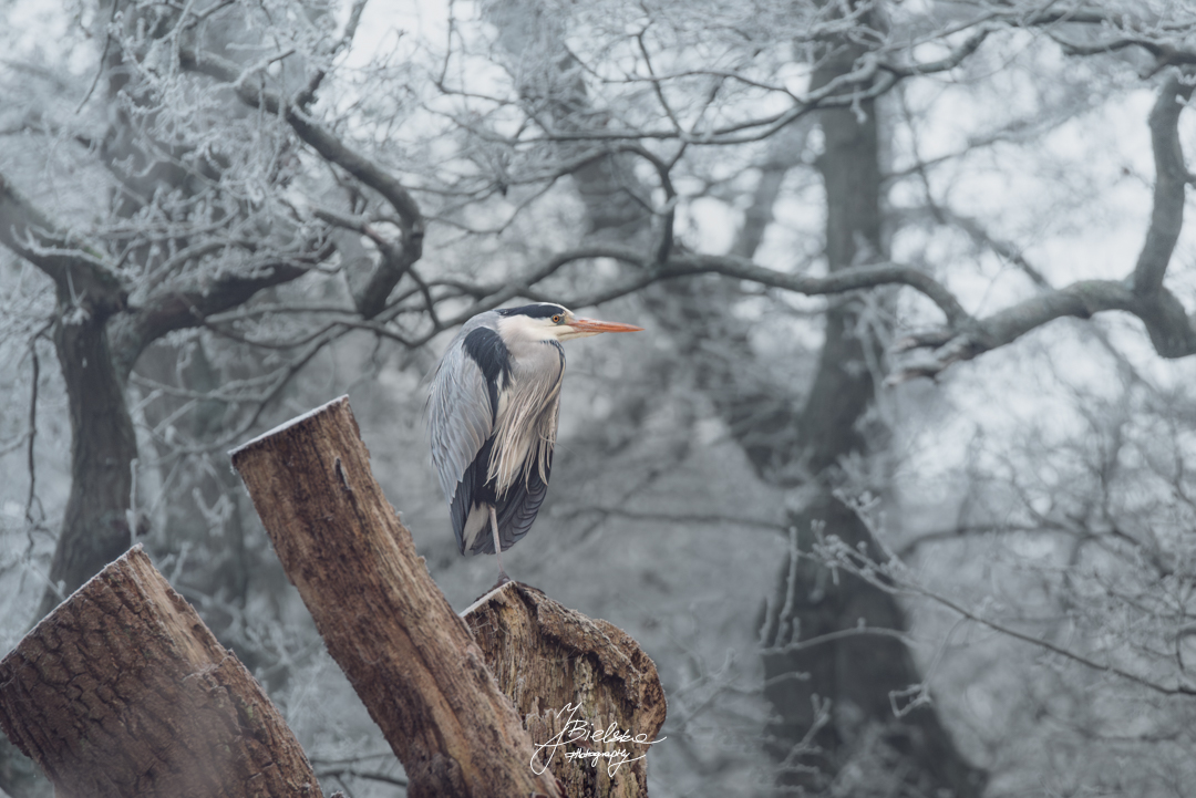 JustynaBielska3's tweet photo. Grey heron-winter version https://t.co/9Dt0eelNta