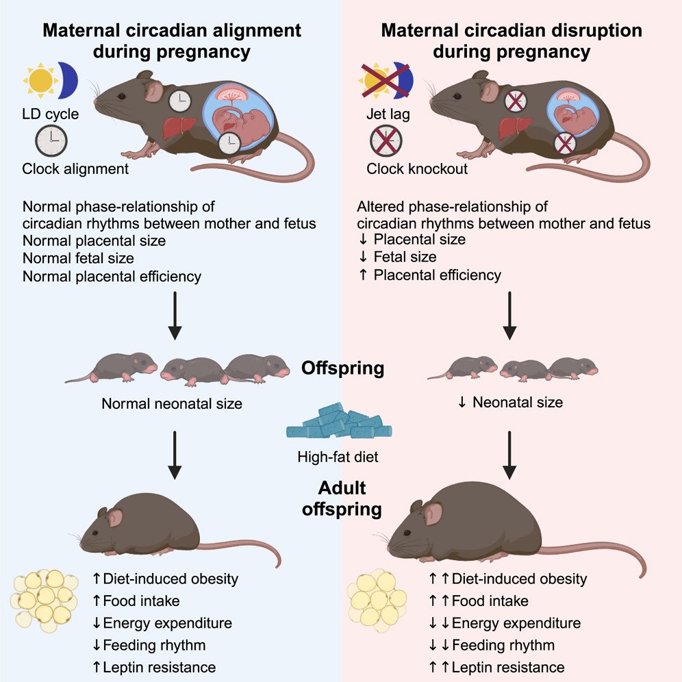 Maternal circadian rhythms during pregnancy dictate metabolic plasticity in offspring
cell.com/cell-metabolis…
<a href="/Cell_Metabolism/">Cell Metabolism</a>