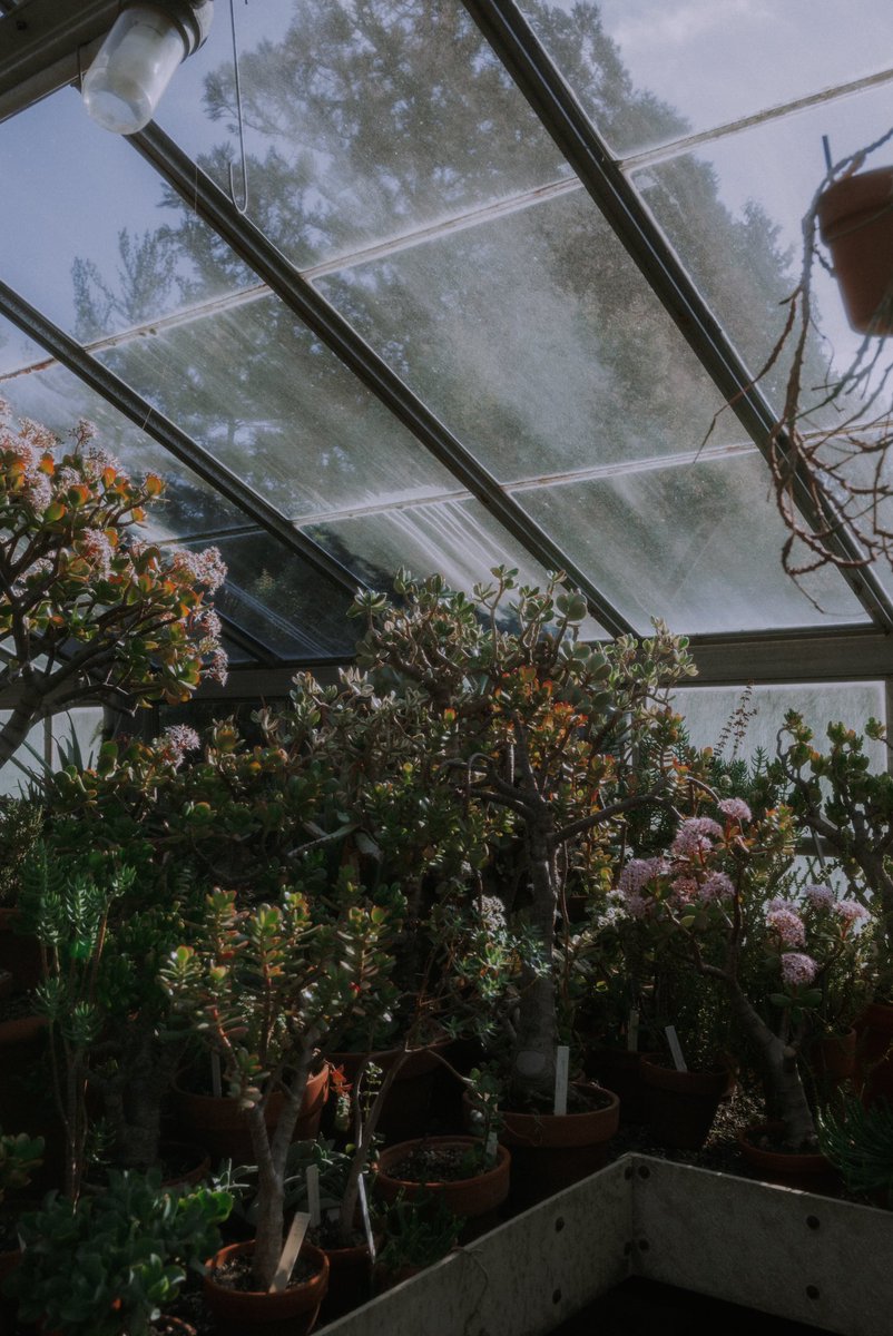 niagarza_'s tweet photo. needed some inspiration so i took my camera w me on a solo trip to the dreamiest place in nyc 💌 #wavehillgarden #nikon #secretgarden https://t.co/t46UfMOKIe