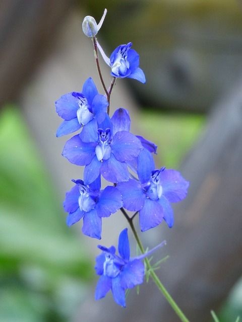 Untamedpath's tweet image. "A cluster of mesmerizing blue delphiniums, standing tall and proud in the garden. #delphinium #blueflowers #naturephotography #gardening"
