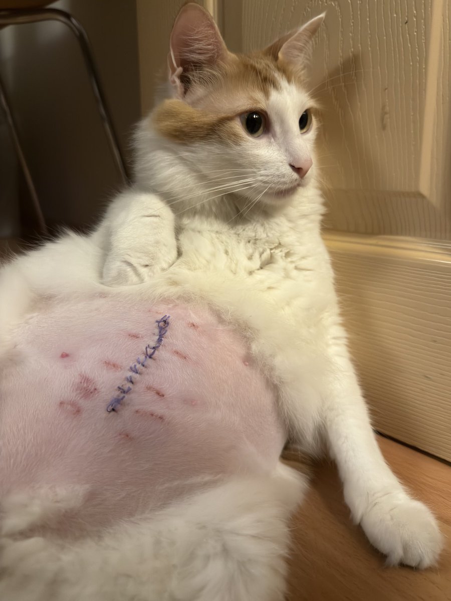 Yedi yüs miyon olmuçus herkese çuk miyuv