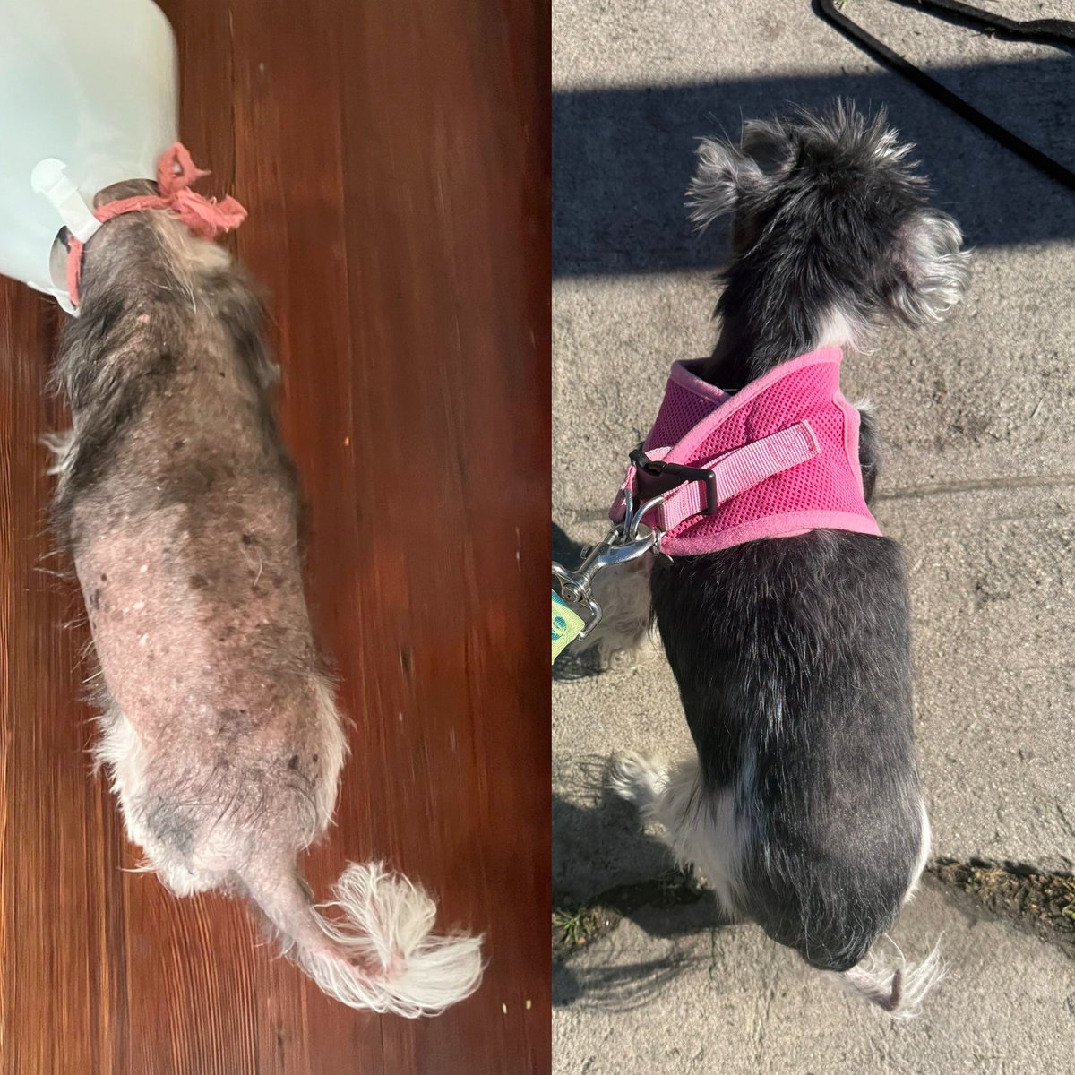 My new rescue dog’s fur is coming in 🙏🫶 thanks to thyroid medication and some love