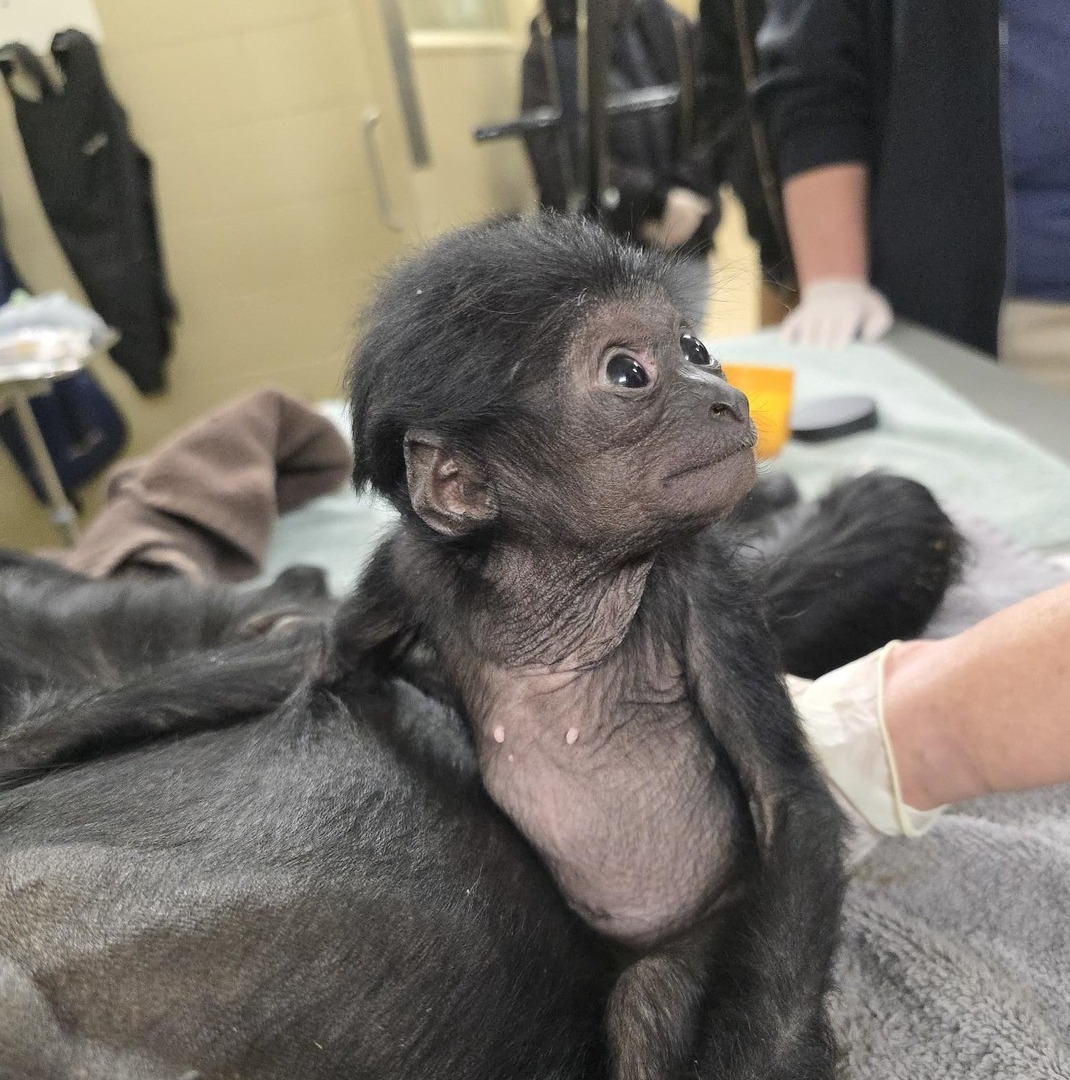 Tulsa Zoo tweet media