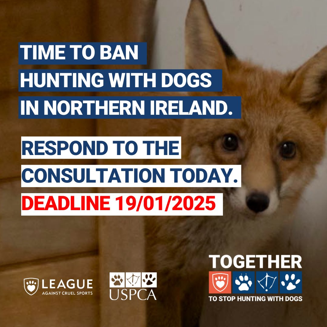USPCA_Official's tweet image. The deadline to respond to the consultation on @JohnBlairAPNI Bill to ban hunting wild mammals with dogs in Northern Ireland is fast approaching.
 
Visit the link for a quick guide to help you respond to the consultation: leagueacs.co.uk/4cDy7

@LeagueACS 

#TimeForChange