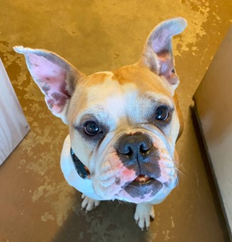 🚨FOUND DOG🚨
On 1/13/2025 this English bulldog/frenchie, estimated to be between 1-3yrs, was found on 17th Ave in Rockford, IL.

👉This dog is currently being cared for by the finder, who can be reached at (815) 315-2806