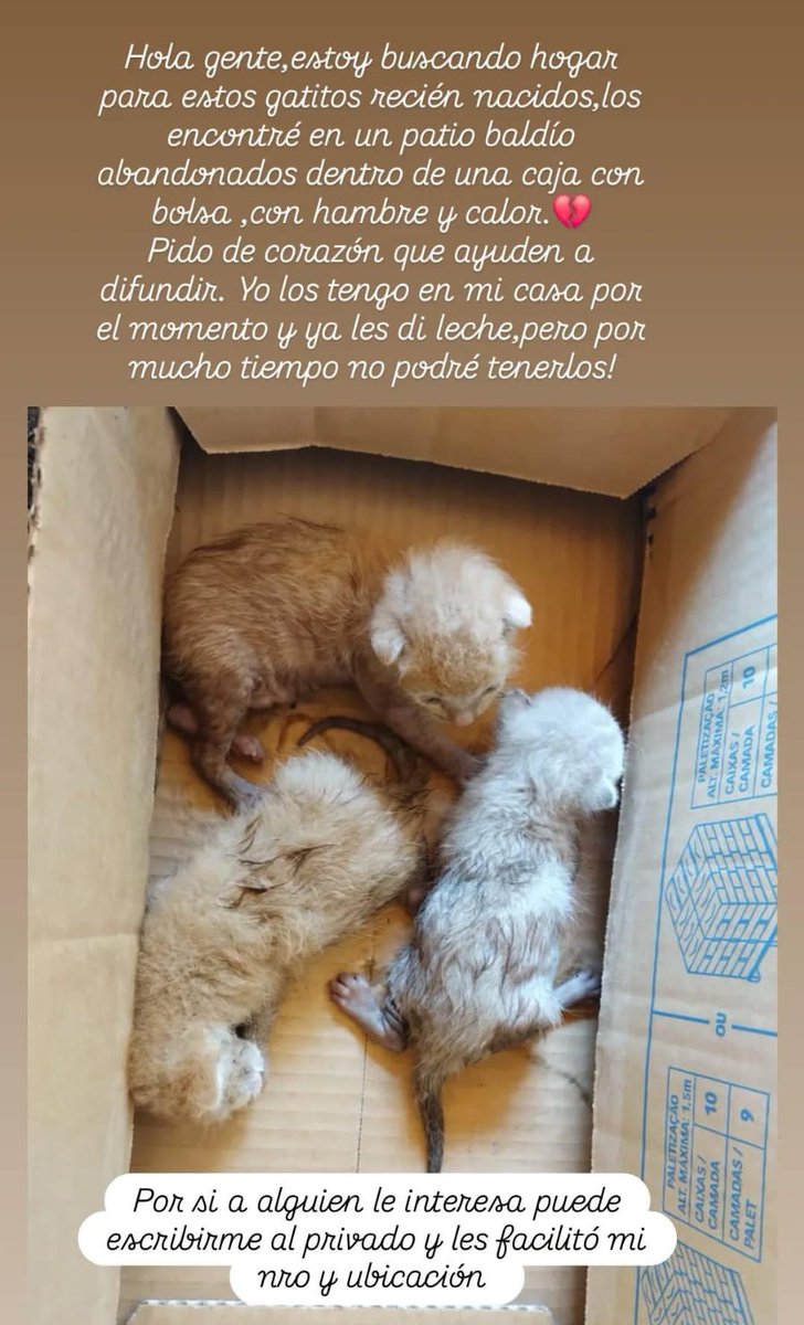 koalandeMichi's tweet image. Michis bbs rescatados buscan mamá sustituta y hogar temporal, fdo de la mora zona norte 
Contacto: 0982378421

RT 👇🏻