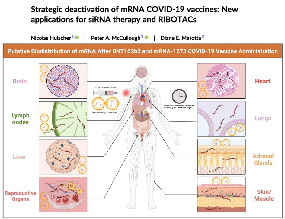 NEW: COVID SHOTS INFECTED HEARTS, BRAINS, AND LUNGS

A new study published in the medical journal Nature Biotechnology proves that the vaxx spread to vital organs and poisoned people's hearts, brains, lungs, livers, spleens, and kidneys with deadly mRNA spike protein.

The study
