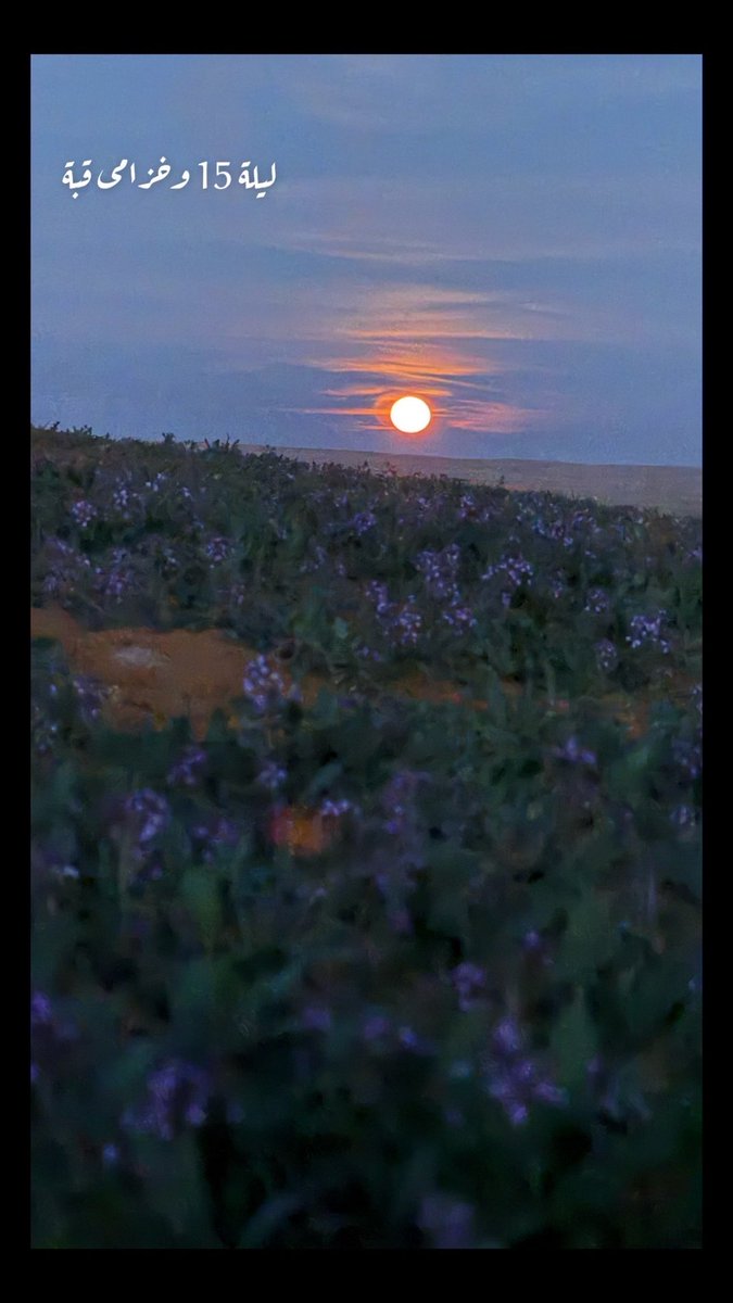 خزامى قبة 1446/7/14