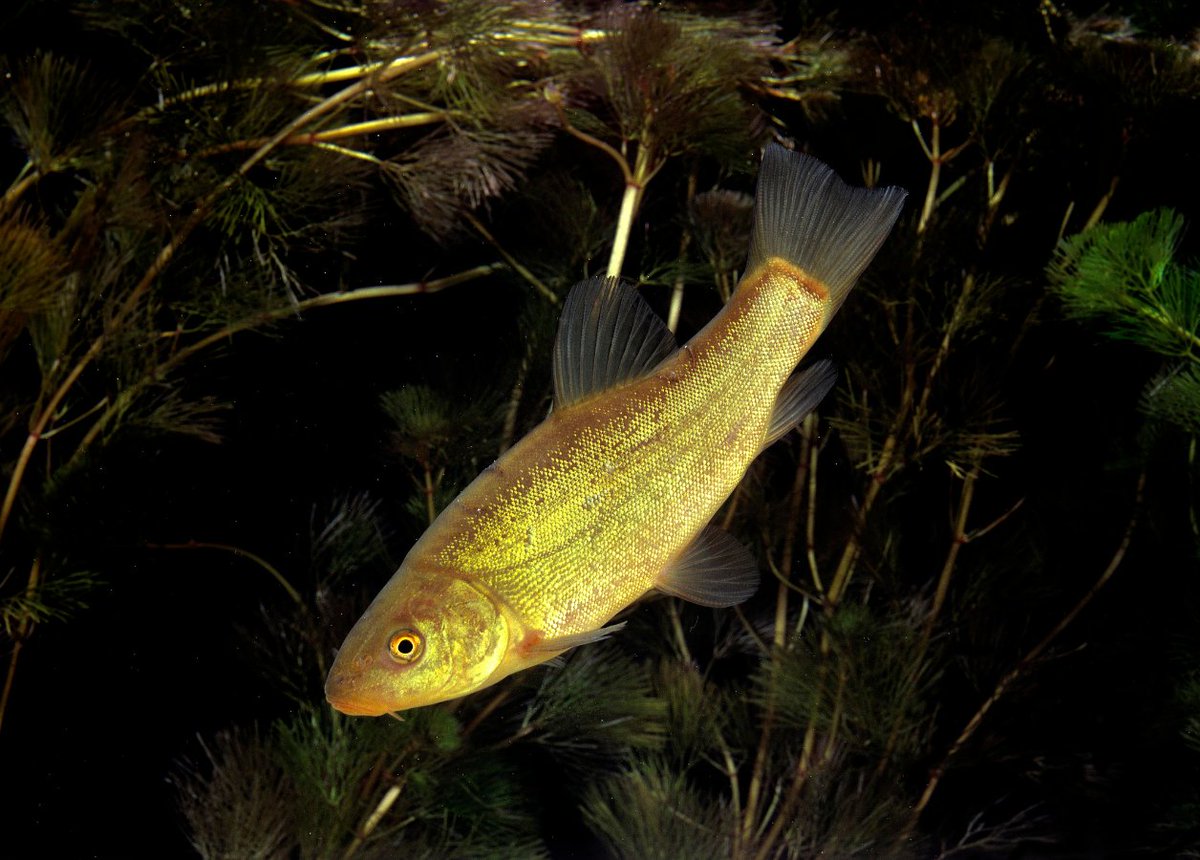 #WildlifeWednesday: Meet the tenacious #tench (Tinca tinca). This shy freshwater fish, often called the "doctor fish," thrives in waters with plenty of vegetation.

Its olive-green hues blend perfectly with weedy habitats in lakes and slow-flowing rivers. 

📸 slowmotiongli