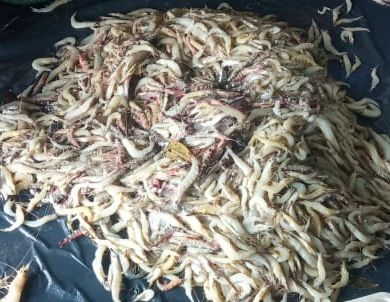 vickys0301's tweet photo. Selasa (3/12/2024), Vicky Luhkan Kab. Tanjung Jabung Timur, KUB Buruh Nelayan Maju hasil tangkapan udang kapur sebanyak 100 Kg (Rp. 30.000/kg)
#GiatLuhkanSatminkalBRPPUPP 
#luhlapor 
#desember2024 https://t.co/M3Mo1M9Vt5