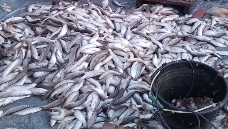 vickys0301's tweet photo. Rabu (4/12/2024), vicky luhkan Kab. Tanjung Jabung Timur, KUB Lobster hasil tangkapan ikan belanak sebanyak 150 Kg (Rp. 15.000/kg)
#GiatLuhkanSatminkalBRPPUPP 
#luhlapor 
#desember2024 https://t.co/RJJUhz8fOz