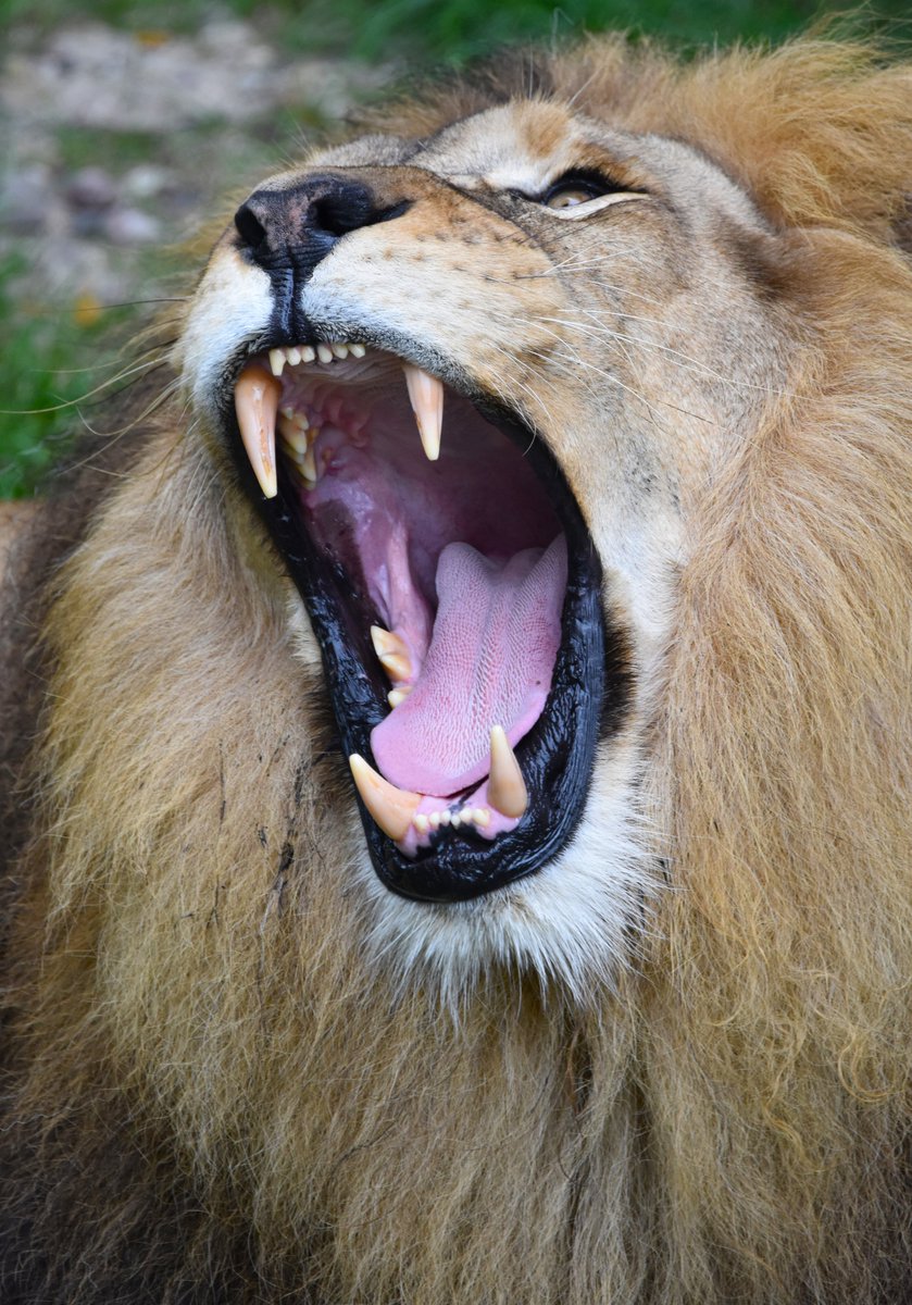 Como Zoo tweet media