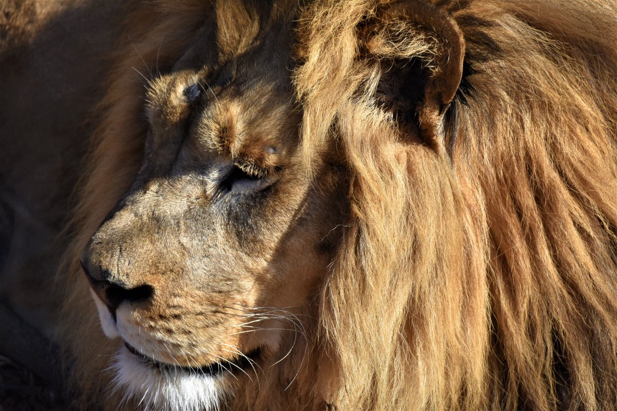 Como Zoo tweet media