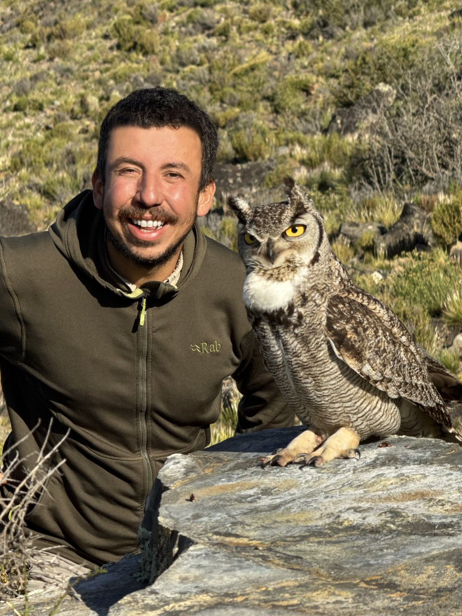 birddetectiveTR's tweet photo. Arjantin’in güneyine yolculuğumuz sırasında, Patagonya’nın muhteşem vadilerinden birinde karşılaştığımız bir Macellan Puhusu ailesi. İşin aslı onları orada daha önce hiç görmemişken arkadaşıma buraya akşama doğru gelelim, baykuş buluruz demiştim. Akşama doğru gittiğimizde gerçekten bir aile oradaydı. Yuvalarından dışarı çıkmış ötüyorlardı. İlk erkek bireyi kaydettim, sonra bu dişiyi. Seslerini ve videolarını kaydettikçe aramızda ilginç bir bağ oluştu. İkinci ve üçüncü gün benden hiç korkmadıklarını fark ettim. Uçmalarında herhangi bir sıkıntı yoktu. Yukarıdaki tepede uçmaya başlamış üç yavruları vardı. Hava kararınca onların yanına gidiyorlar, sonra avlanmaya çıkıp fare ve kuş getiriyorlardı. Bir belgeseldeki ahtapot arkadaşım gibi hissettim. Baykuş arkadaşım. Ben yanlarına yanaştığımda ürkmediler ve ötmeye devam ettiler. Bana hayatımın en iyi röportajlarını verdiler. Türkçe ve İngilizce konuşuyordum, bana baykuşça cevap veriyordu. Dilin kemiği olmadığını, insanların arasındaki düşmanlığın boşuna olduğunu gösterdiler. Hayvanların ve bitkilerin hepsiyle sizin gibi konuşmayı diliyorum dediğimde “zaten konuşuyorsun” dediler. İşte o an bu baykuş ailesinin beni insan olarak kabul etmelerine büyük bir onur duydum. Olgunlaşmıştım…