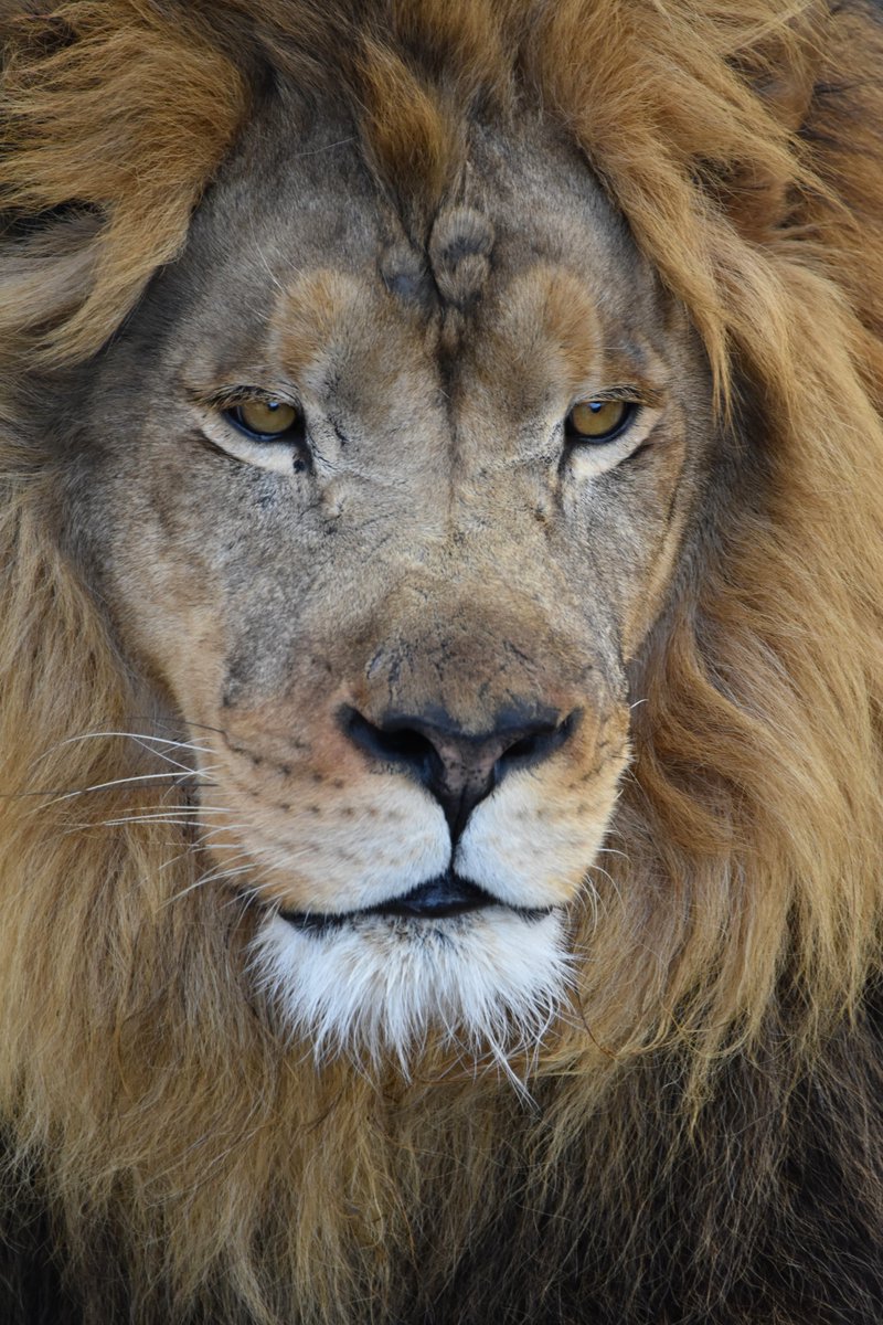 Como Zoo tweet media