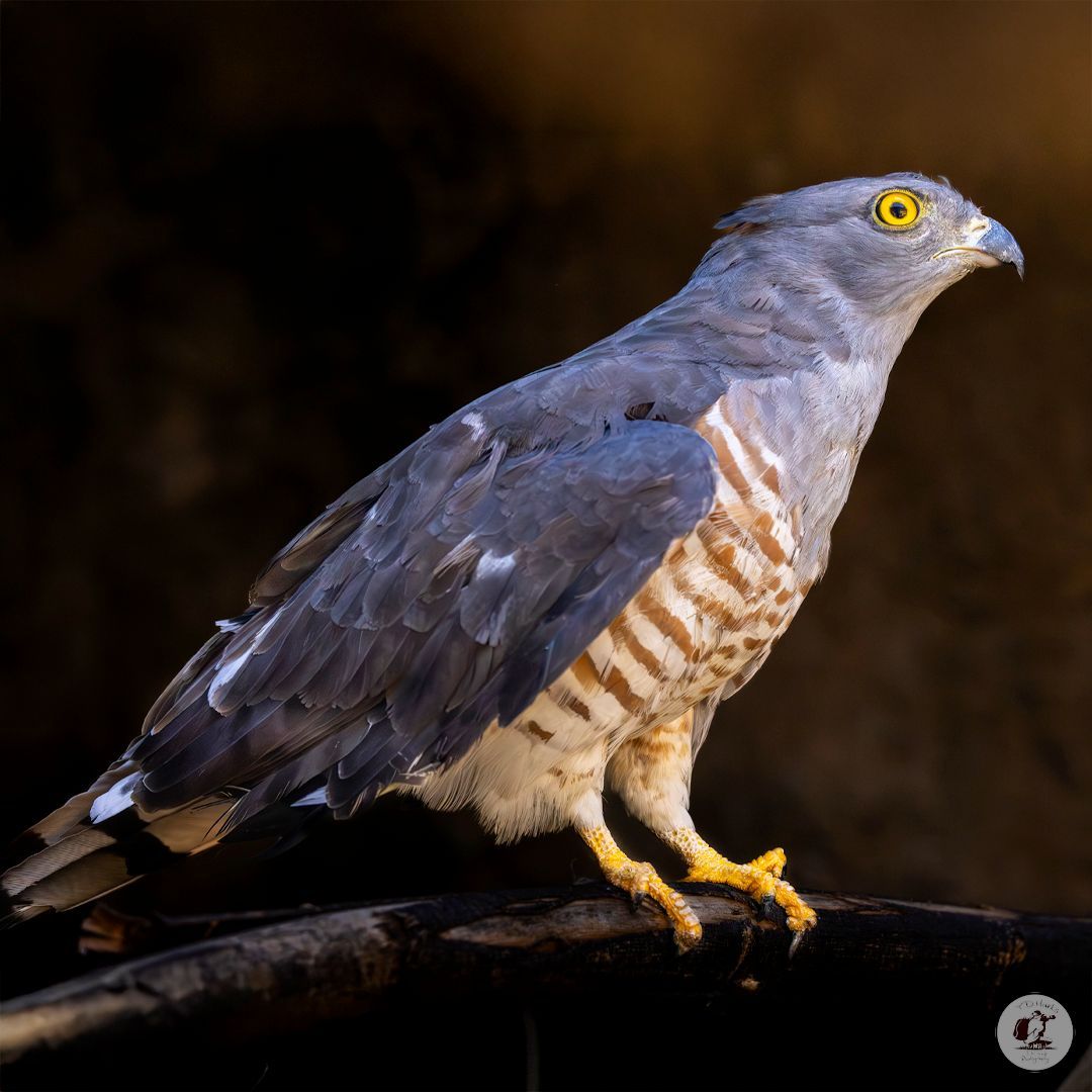 Timothy Marks 🎥 🇿🇼 🐘 tweet media