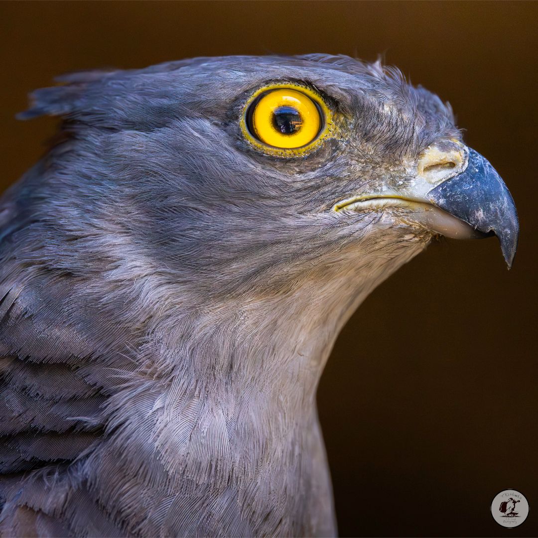 Timothy Marks 🎥 🇿🇼 🐘 tweet media