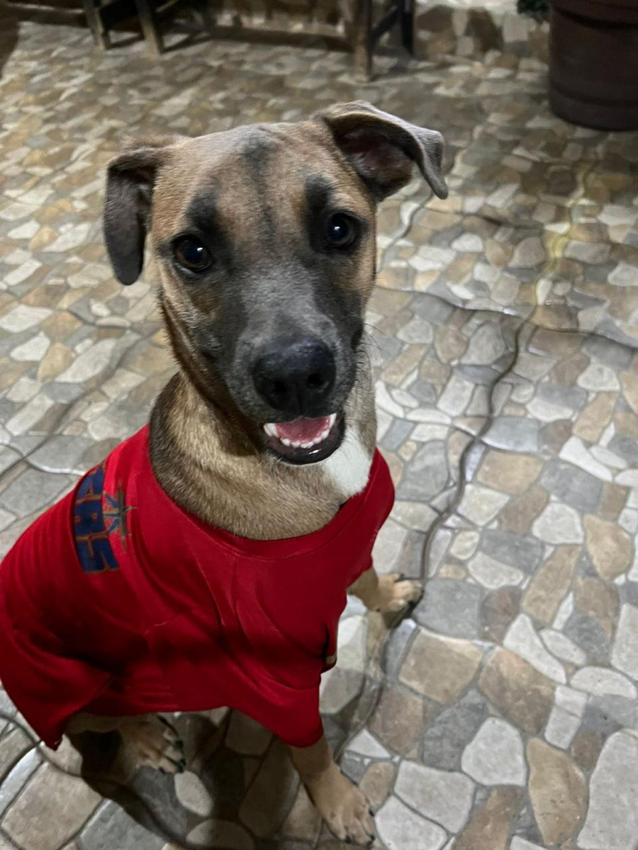 VIBRAmascotas's tweet photo. Nada aún para este pequeño, Scooby sigue en busca de una familia para toda la vida 
Tiene 8 meses aprox, talla mediana. 
Urge una familia para el por favor 🙏🏽🙏🏽🙏🏽 
Wats 5548724347
#cdmx https://t.co/1DytC3xtpj