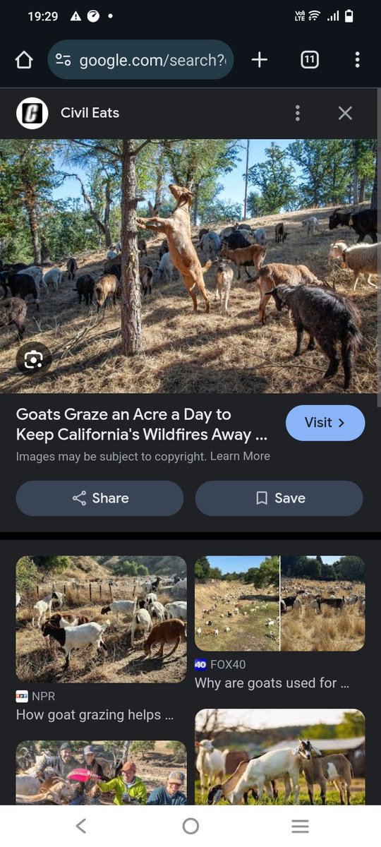 cluthasongs's tweet photo. @catturd2 And they prevented the Regan library burning in a wildfire
500 goats 1 herder 2 dogs cleared a 150m firebreak in 2 weeks https://t.co/6dGUZGohfP