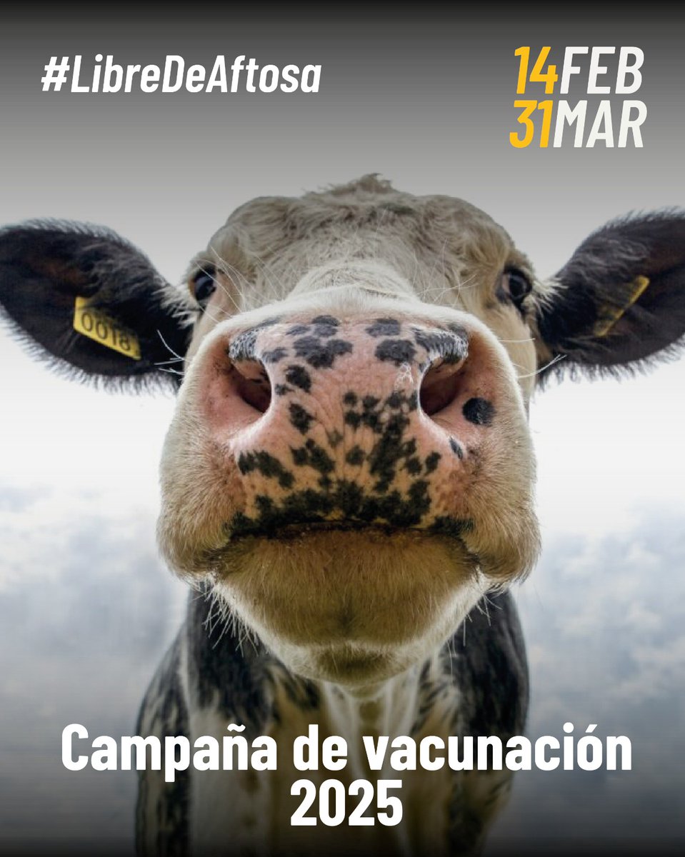 ✅ Ecuador está certificado como #LibreDeAftosa desde 2015 otorgado por la <a href="/WOAH/">World Organisation for Animal Health</a>.

🐮 ¡Únete a la campaña de vacunación contra fiebre aftosa 2025 y mantengamos el estatus!

Iniciamos en pocos días y la meta es inmunizar a más de 4.7 millones bovinos y bufalinos a escala nacional.