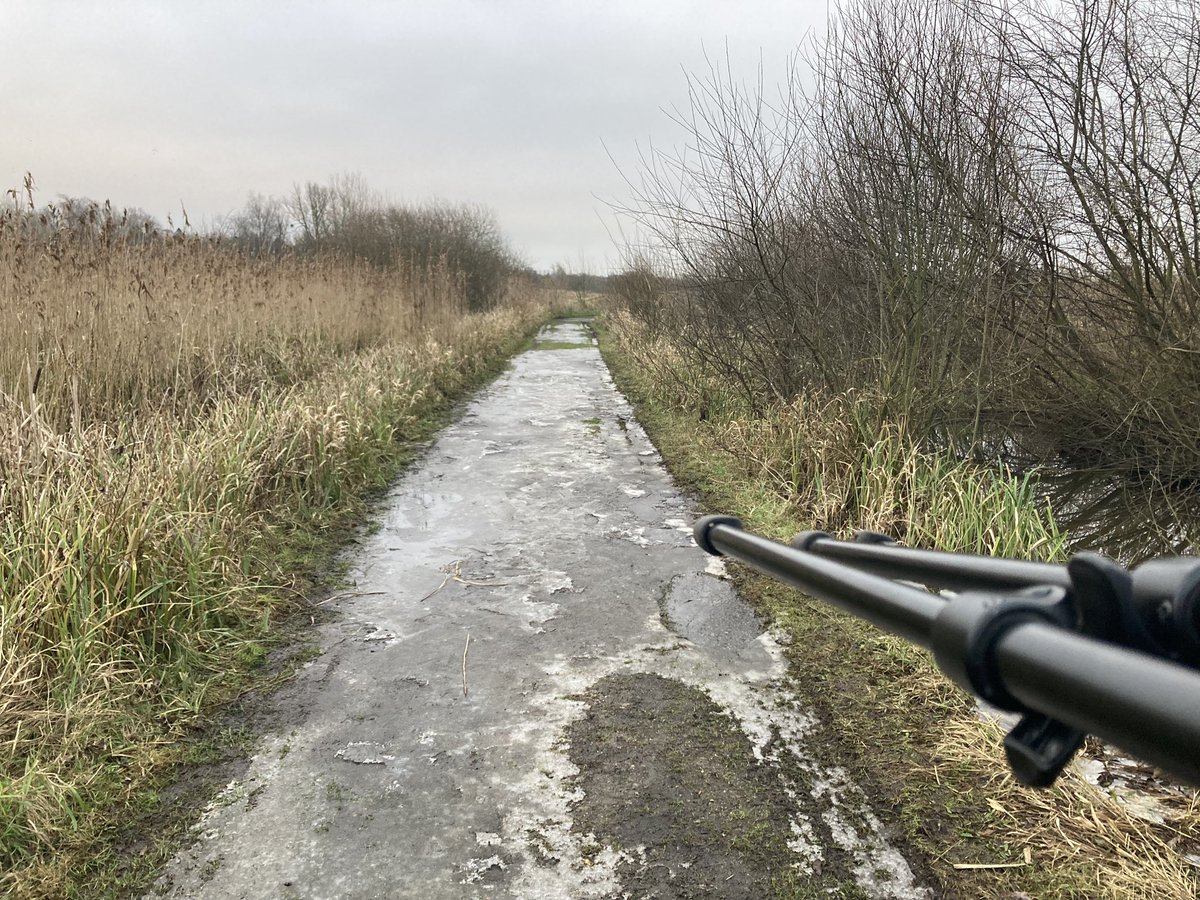 1st visit of 2025!
Thorpe marshes / Broad, Norwich :
Shoveler x2
Gadwall x2
Tufted x 31
Wigeon x1
GCGrebe x1
Water rail x2

Cettis x1 
Bearded tits x2
Siskin x2+
Linnet x18

A pre roost count(4.15pm)
Magpies x19
Jackdaws x160+ (my personal highest count)  #NorwichBirds #Norwich