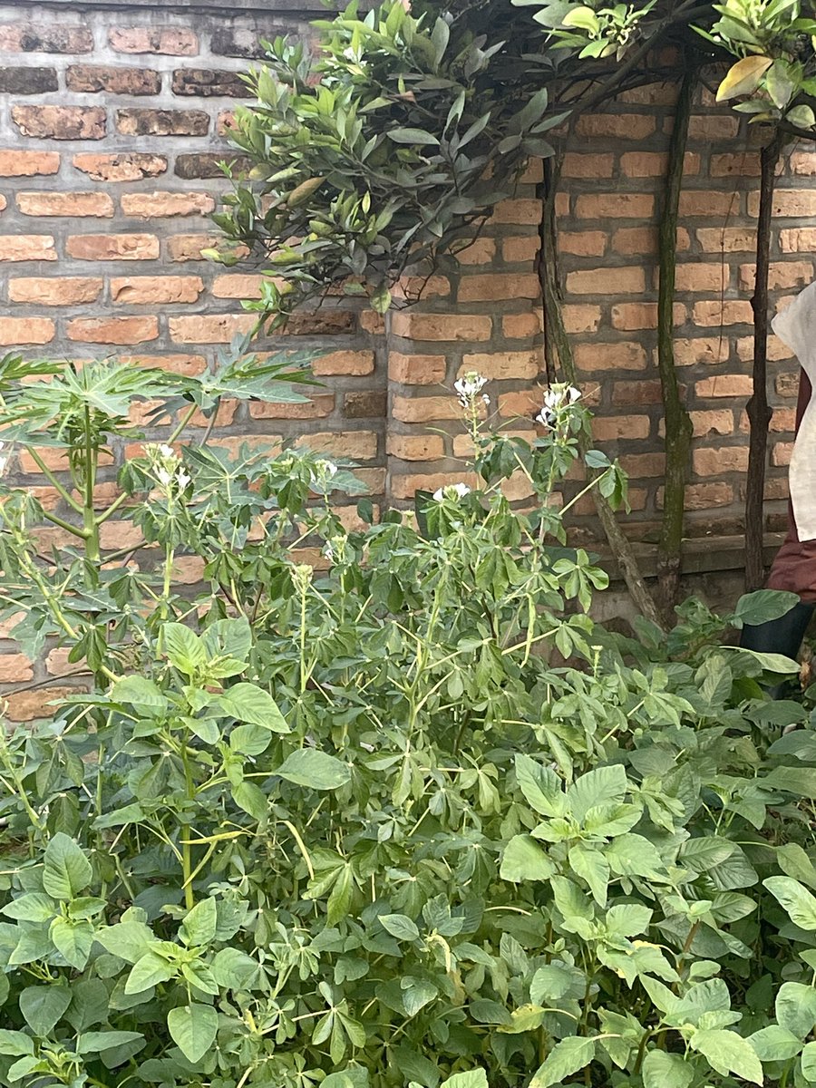 MKayisire's tweet photo. Visiting mama‘s backyard’s garden 🪴(akarima k’igikoni), from🇷🇼 encestral vegetables (Imboga z’imandwa) #Inkarishya &amp; #Isogi, to mosquito 🦟 repellent plant #Geranium, and traditional medicinal plant #Umuravumba. https://t.co/GseO5Jgvel