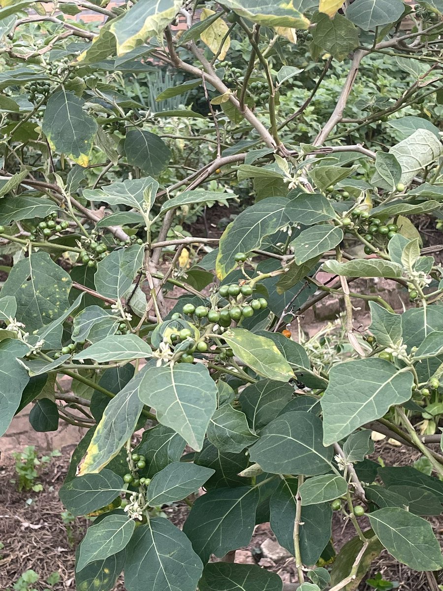 MKayisire's tweet photo. Visiting mama‘s backyard’s garden 🪴(akarima k’igikoni), from🇷🇼 encestral vegetables (Imboga z’imandwa) #Inkarishya &amp; #Isogi, to mosquito 🦟 repellent plant #Geranium, and traditional medicinal plant #Umuravumba. https://t.co/GseO5Jgvel