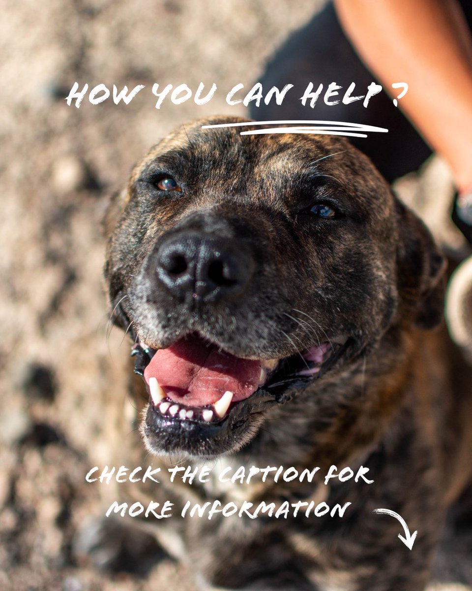 Meet Goku! He is looking for a forever home. 
Age: 6 years old
Breed: Mixed breed
Personality: Sweet, snuggly, and full of energy! He loves cuddles and long walks to burn off his playful spirit.
Health: Goku is neutered, fully vaccinated, and healthy.