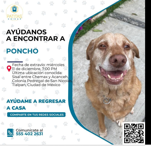 GabyAmilpaCoach's tweet photo. Hola unos amigos buscan a Poncho se salio por que se asustó con los cohetes en diciembre, por fa ayudanos compartiendo @warkentin @asilascosasw @FundacionToby @Alina_Gag @TlalpanAl @TlalpanVecinos https://t.co/CgaD1REhes