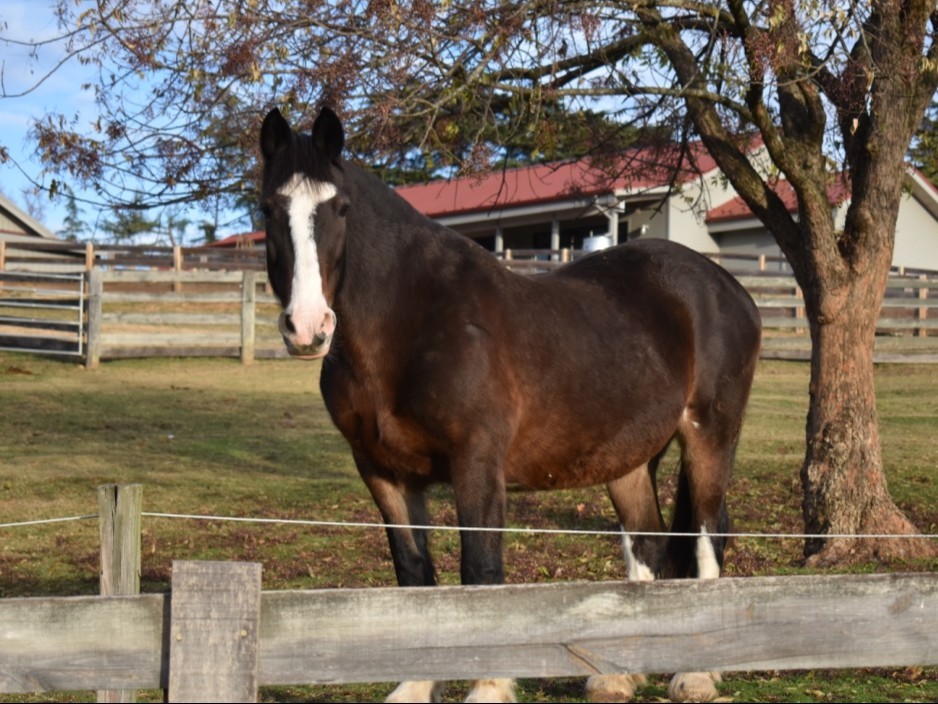 Maymont's tweet photo. It is with heavy hearts that we share the news of the passing of Dani, the beloved horse who lived at Maymont for two decades. She passed away at the age of 30 due to a combination of progressive, age-related conditions.

Press release: https://t.co/TKsn5kWyZD https://t.co/WCQjgMw7uE