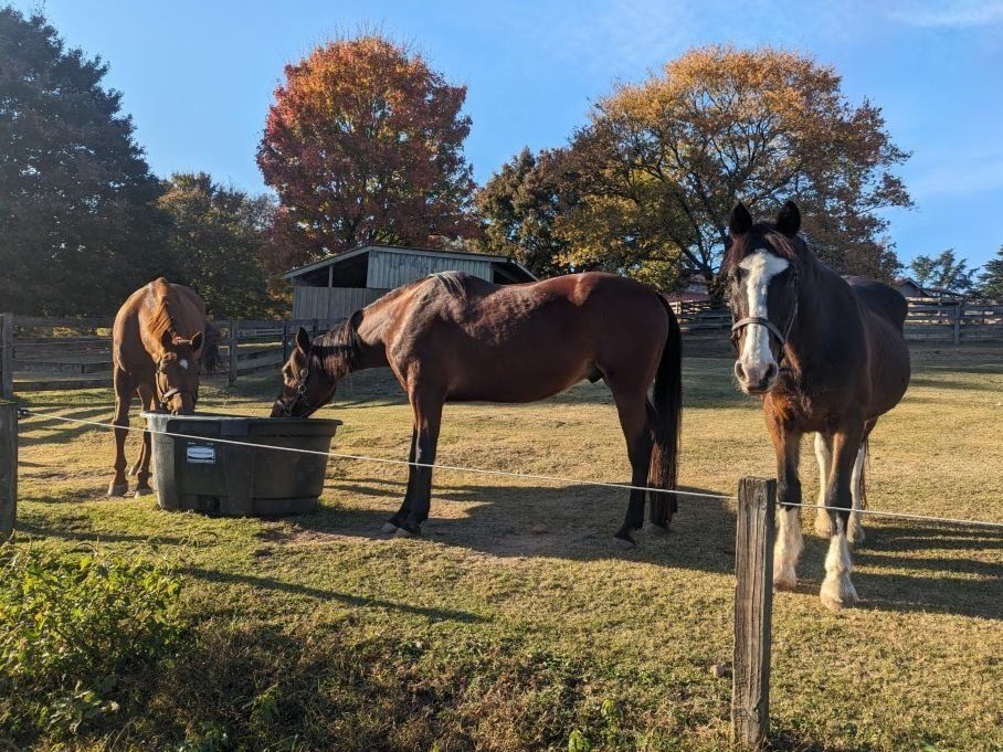 Maymont's tweet photo. It is with heavy hearts that we share the news of the passing of Dani, the beloved horse who lived at Maymont for two decades. She passed away at the age of 30 due to a combination of progressive, age-related conditions.

Press release: https://t.co/TKsn5kWyZD https://t.co/WCQjgMw7uE