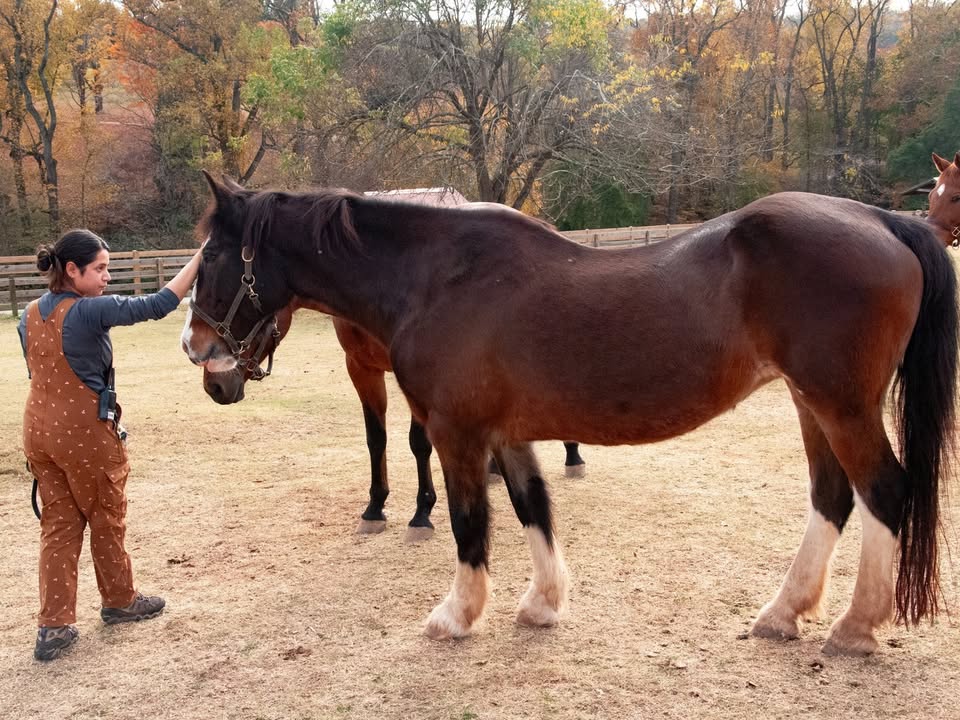 It is with heavy hearts that we share the news of the passing of Dani, the beloved horse who lived at Maymont for two decades. She passed away at the age of 30 due to a combination of progressive, age-related conditions.

Press release: maymont.org/press/dani/