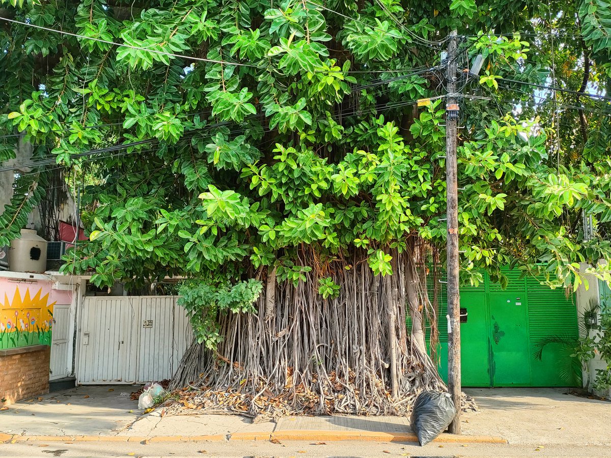 Este es uno de los árboles más impresionantes de Cd. del Carmen. 
Es un hule (Ficus elastica) ubicado muy cerca del centro, con un diámetro de unos 4m formado por el tronco principal y cientos de raíces adventicias que han ocupado toda la jardinera donde está creciendo.