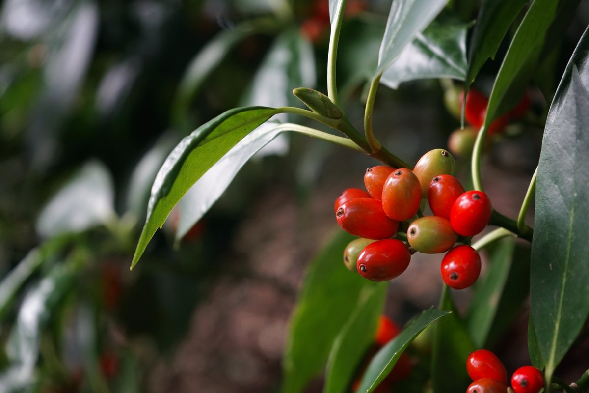 Hestercombe Gardens tweet media