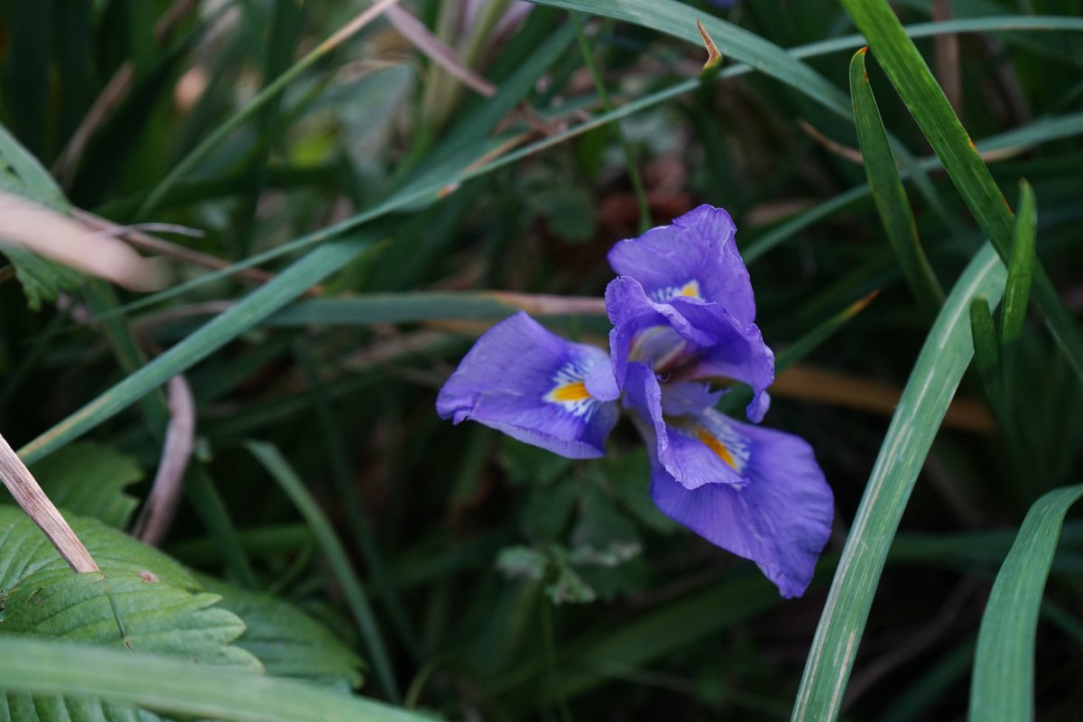 Hestercombe Gardens tweet media