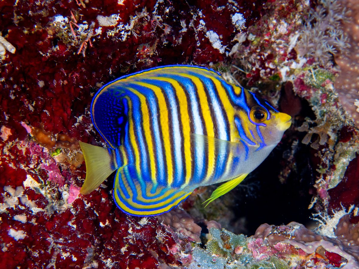 CoralReefFish's tweet photo. Today's beautiful angel is the Regal Angelfish (Pygoplites diacanthus). The species is widely distributed in the Indo-Pacific, but there is quite a bit of color difference between the Indian and Pacific populations. The Indian Ocean fish (my favorites) have much more yellow. https://t.co/UI13AS3Rh9