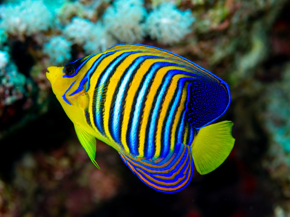 CoralReefFish's tweet photo. Today's beautiful angel is the Regal Angelfish (Pygoplites diacanthus). The species is widely distributed in the Indo-Pacific, but there is quite a bit of color difference between the Indian and Pacific populations. The Indian Ocean fish (my favorites) have much more yellow. https://t.co/UI13AS3Rh9