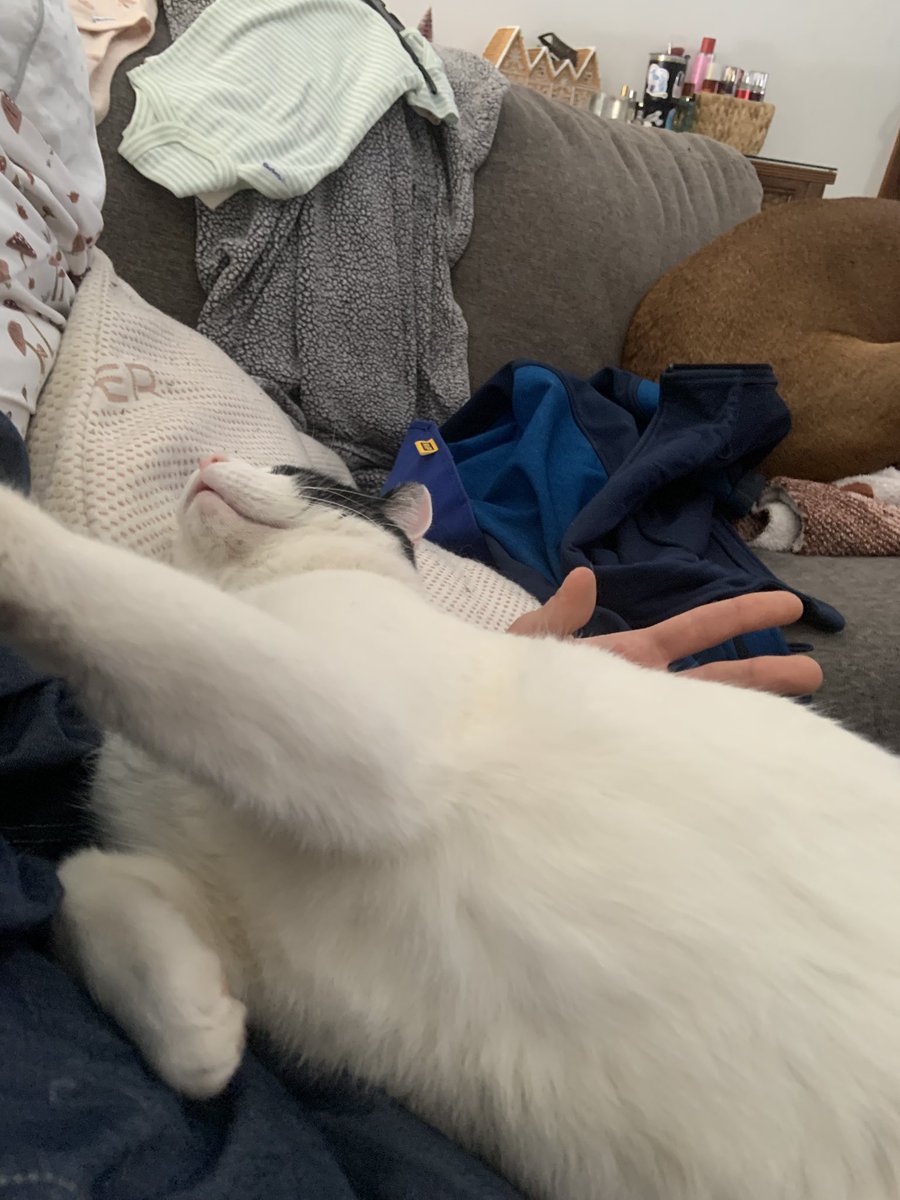 RadioAlek's tweet photo. Relaxing day with the animals, more particular, the cat! It’s purrfect!!🐱☺️ https://t.co/32XHF6bxwS