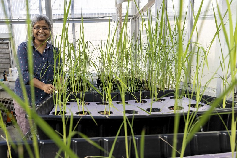 As studies continue to show nights are getting warmer in the largest rice-growing regions, developing #rice with tolerance to higher nighttime temps has become a focus for breeders. See what @AgInArk researchers are finding at bit.ly/High-Nighttime….