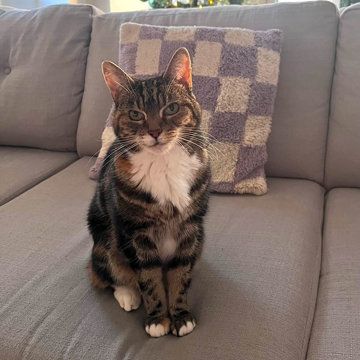 Battersea tweet media