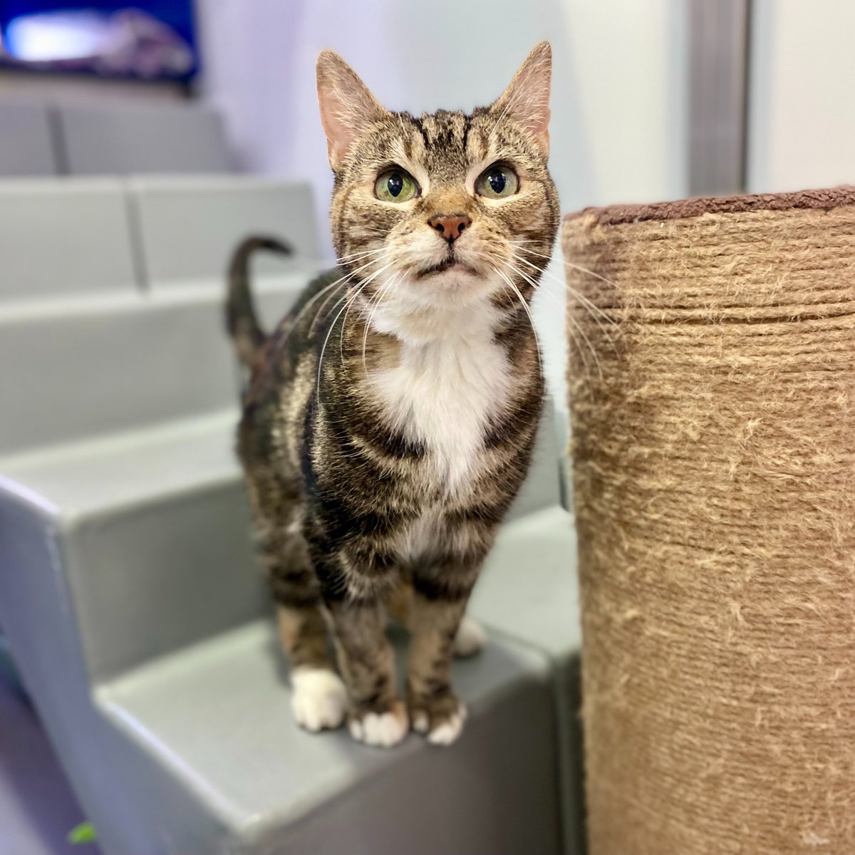 Battersea tweet media