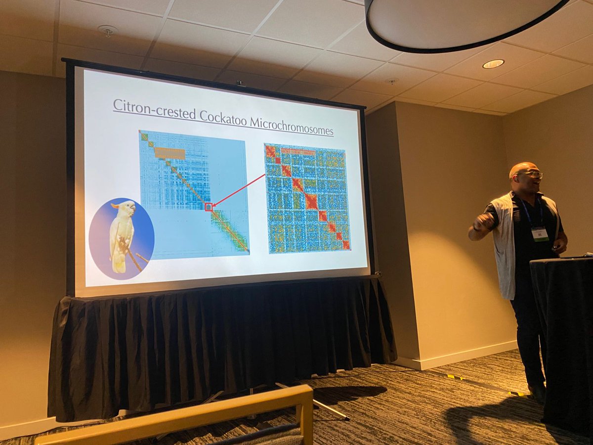 Excellent talk by my friend Taylor Hains from the University of Chicago. Do you think working with whole genomes in birds is easy? Well, think again... Assembling microchromosomes in birds is challenging but, at the same time, fascinating ! #PAG32