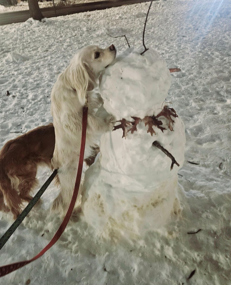 Pant_and_Wag's tweet image. Aspen ❤️ Frosty

#georgetowndogs #dogsofgeorgetown #dcdogs #georgetown #dogrunner #dogadventures #dogfitness #dcsnow #doghikes #pantandwag #countryretriever #frosty #snowman #snow #snowdog