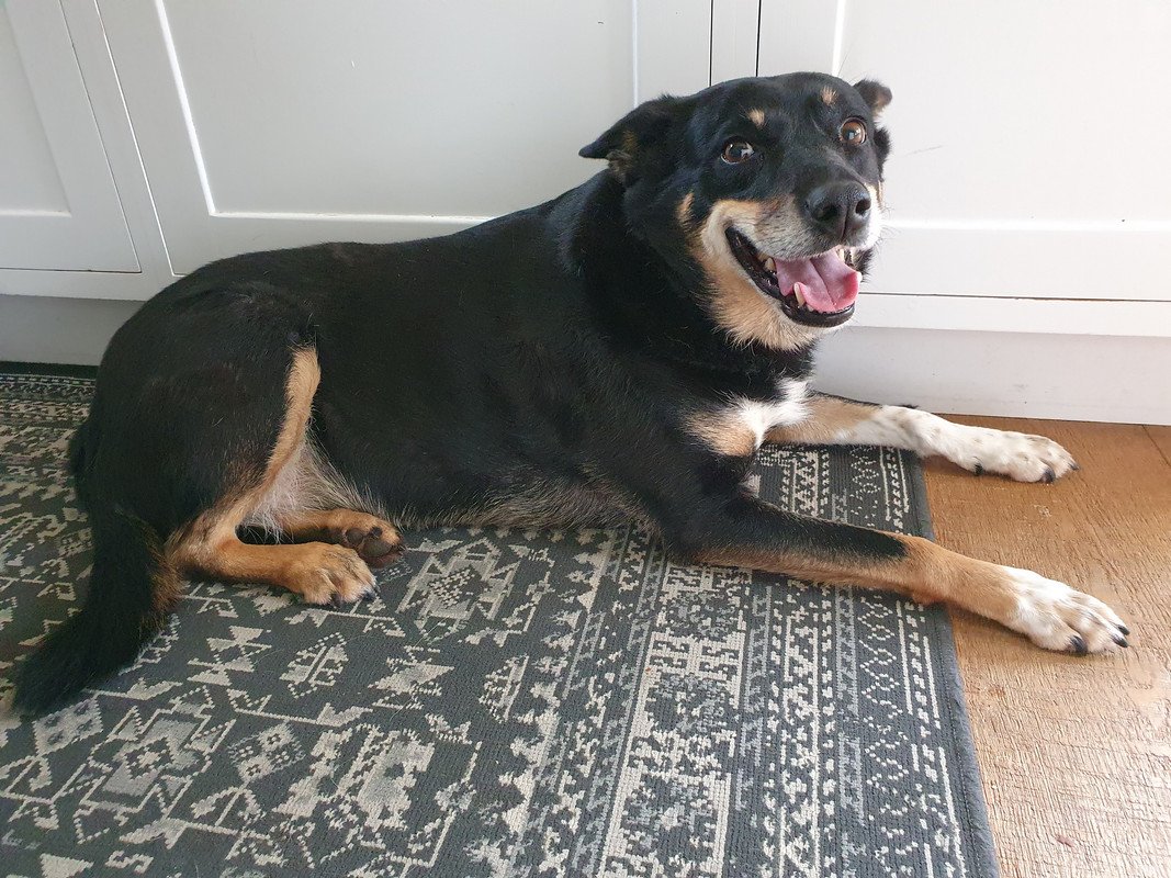 Meet Maisie 💜 Maisie is a 10 years old Kelpie x Collie who has just arrived in Oldies Club care. She will be under assessment for at least the next few weeks in her foster home in Dorset. When she is fully assessed &amp; ready for rehoming a full writeup will feature on our website