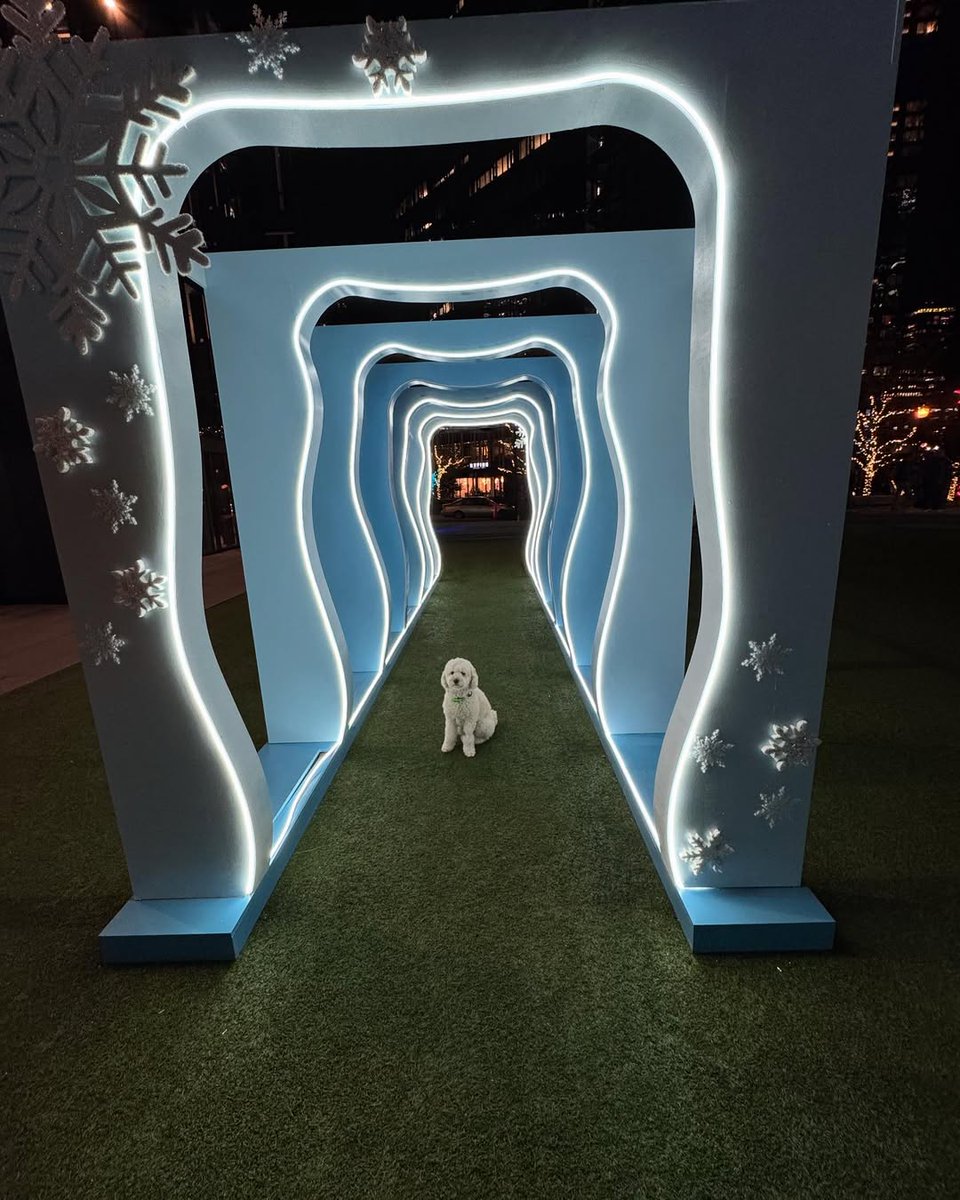 southlakeunion's tweet photo. The #DogsOfSLU are glowing at Day 1 Playfield! 🌟 These pups are loving the glowing tunnel and magical vibes—perfect for #IlluminateSouthLakeUnion pics. 📸🐶 Bring your furry friends before Feb 1st! https://t.co/4kmTt5tq6A