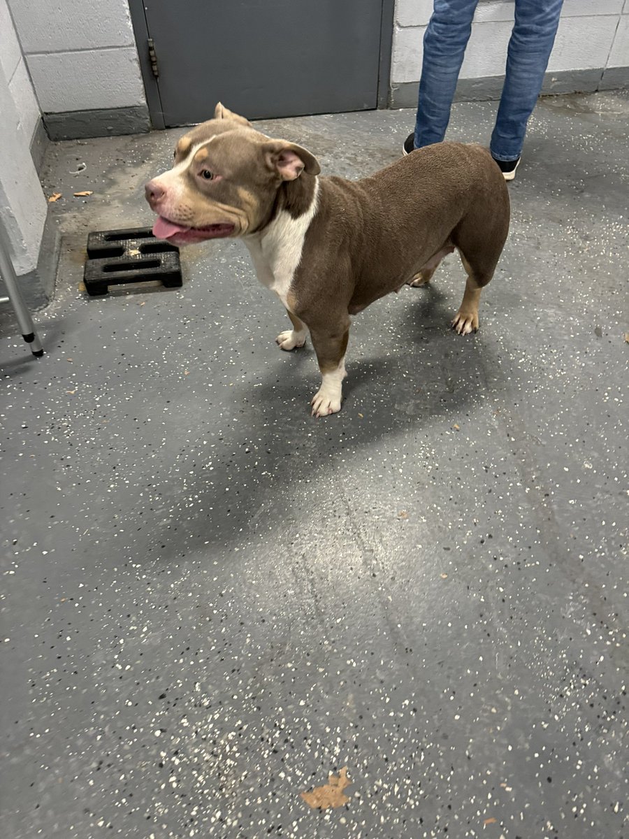 LPDAnimalUnit's tweet photo. Do you know this dog 🐾? She was found wandering around S Broadway &amp; Weare St this morning. Any information please call Animal Control 978-794-5856 or Dispatch 978-794-5900 ext. 500 https://t.co/sMatX328QS