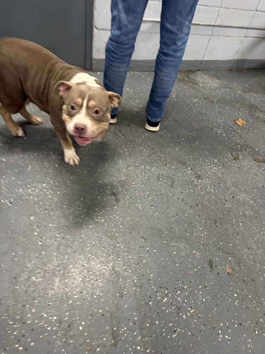 LPDAnimalUnit's tweet photo. Do you know this dog 🐾? She was found wandering around S Broadway &amp; Weare St this morning. Any information please call Animal Control 978-794-5856 or Dispatch 978-794-5900 ext. 500 https://t.co/sMatX328QS