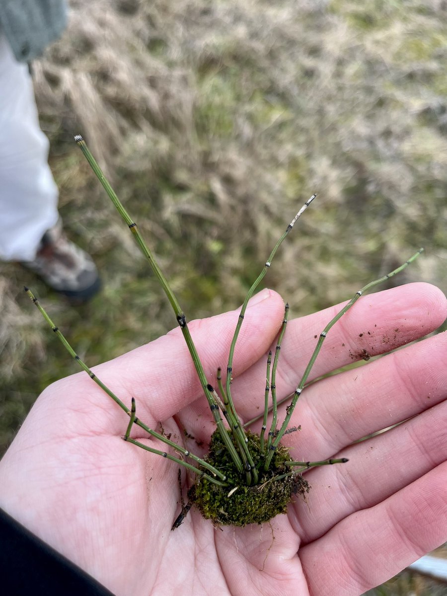 joshual951's tweet photo. With only a handful of places left to see Variegated Horsetail (Equisetum variegatum) in Yorkshire, I did not expect to find this rare beastie at @NosterfieldLNR where its naturally moved in and thriving!!

So so exciting to see all the amazing work at this special place 😍🌱 https://t.co/VgOXryt5LS