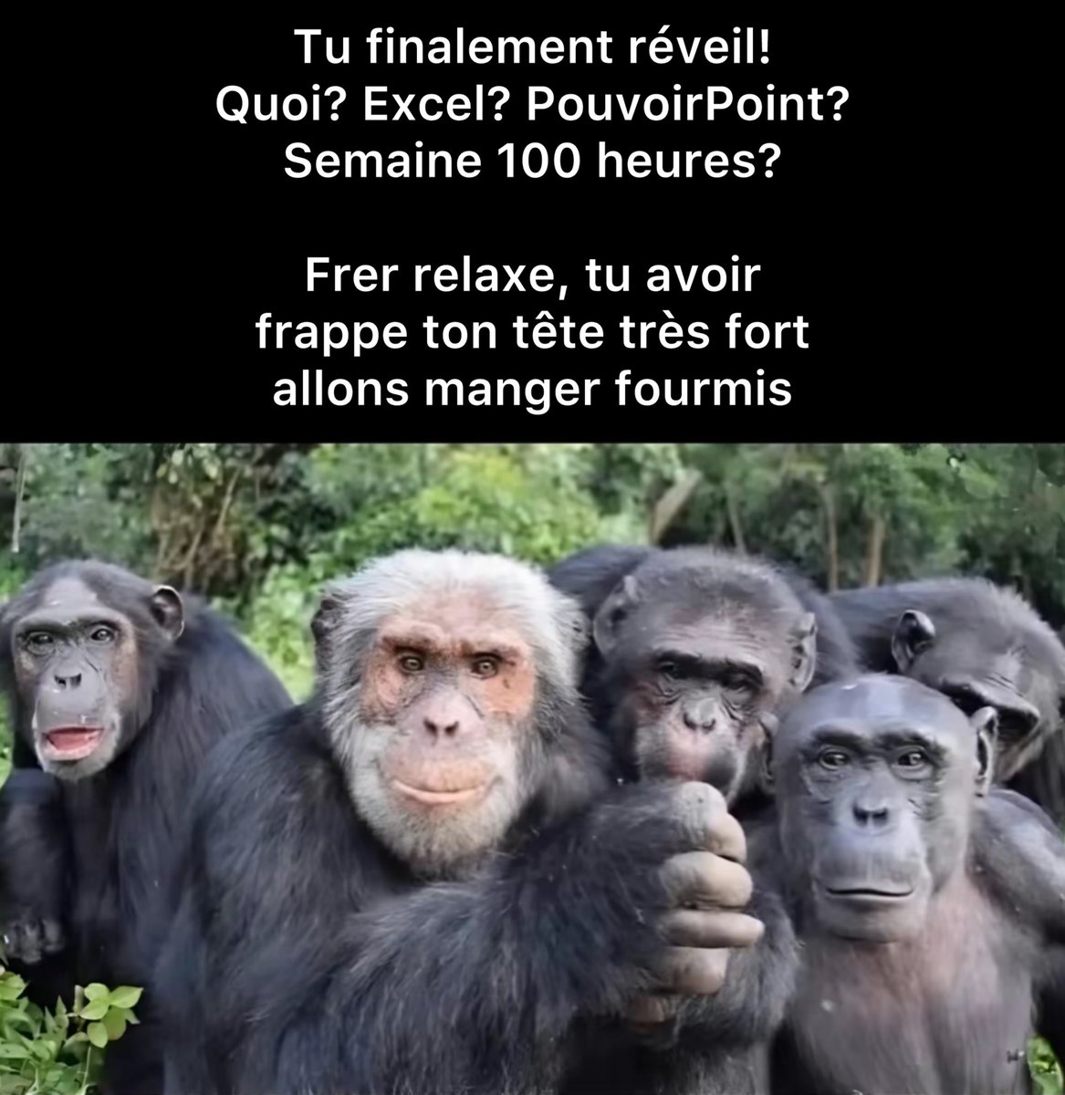 Memes traduits en français sans aucun crédit tweet media