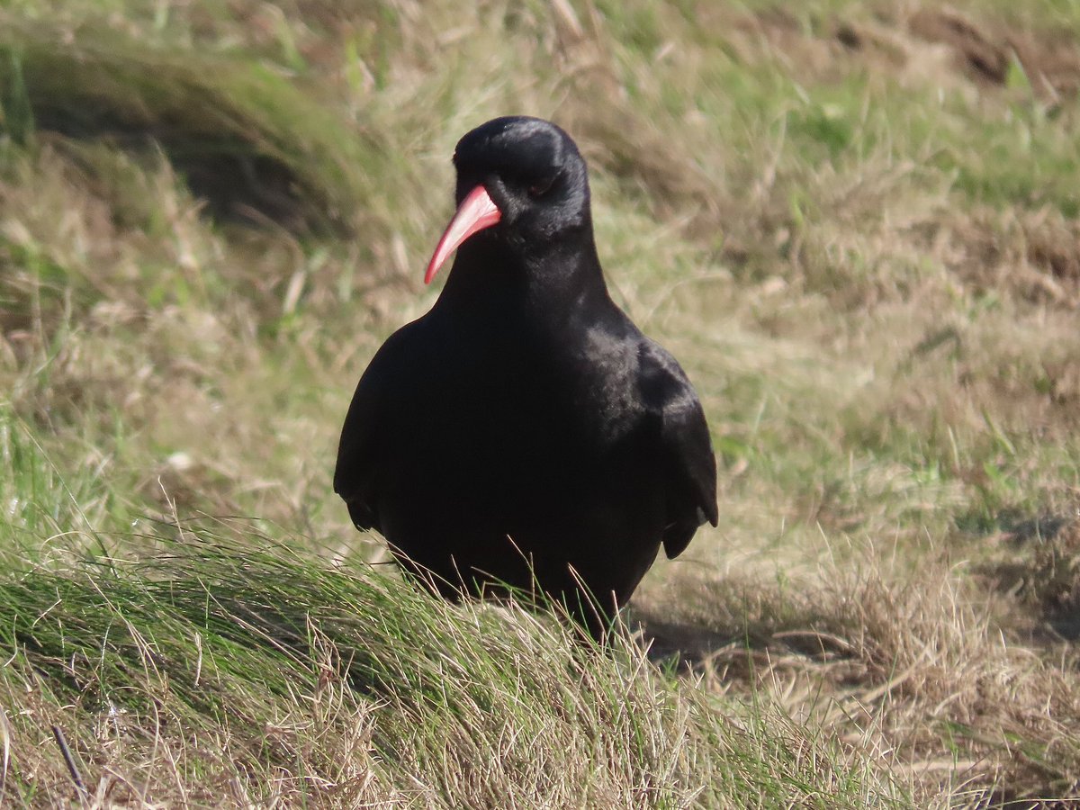 LynnColli 〓〓 (@ljcolli) on Twitter photo Cornish Chough on the North Coast. 14/1/25
<a href="/cornishchoughs/">Cornish Choughs 〓〓</a> <a href="/CBWPS1/">Cornwall Birds</a> <a href="/Natures_Voice/">RSPB</a> <a href="/BTO_Cornwall/">British Trust for Ornithology in Cornwall 〓〓</a> <a href="/BirdGuides/">BirdGuides</a> <a href="/RSPBbirders/">RSPB Birders</a> <a href="/NatureUK/">NatureUK</a> <a href="/WildlifeTrusts/">The Wildlife Trusts</a> Cornish Chough on the North Coast. 14/1/25
<a href="/cornishchoughs/">Cornish Choughs 〓〓</a> <a href="/CBWPS1/">Cornwall Birds</a> <a href="/Natures_Voice/">RSPB</a> <a href="/BTO_Cornwall/">British Trust for Ornithology in Cornwall 〓〓</a> <a href="/BirdGuides/">BirdGuides</a> <a href="/RSPBbirders/">RSPB Birders</a> <a href="/NatureUK/">NatureUK</a> <a href="/WildlifeTrusts/">The Wildlife Trusts</a>